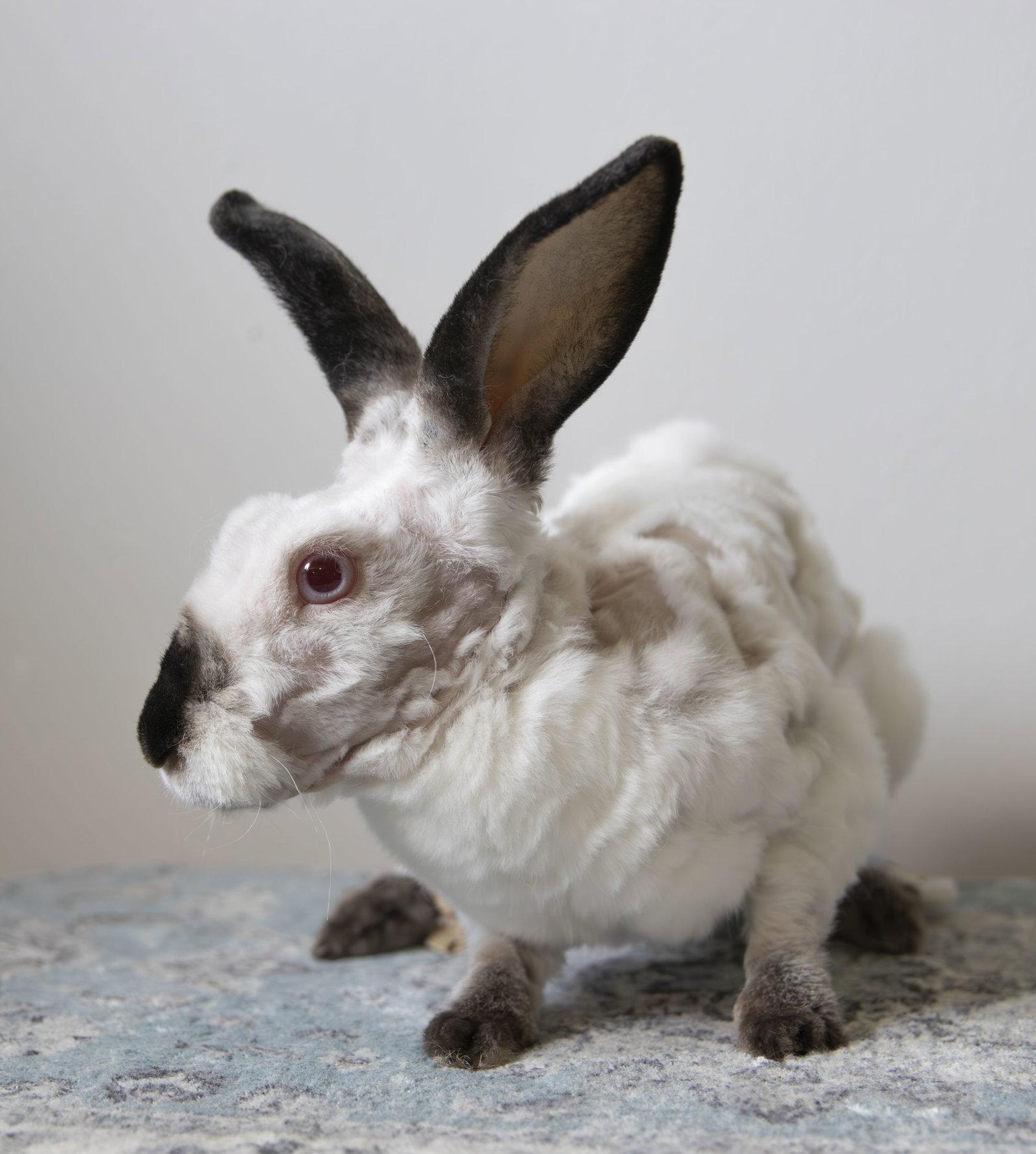 Enlarge Morus, a Adoptable mixed breed in Great Neck, NY image 2/3