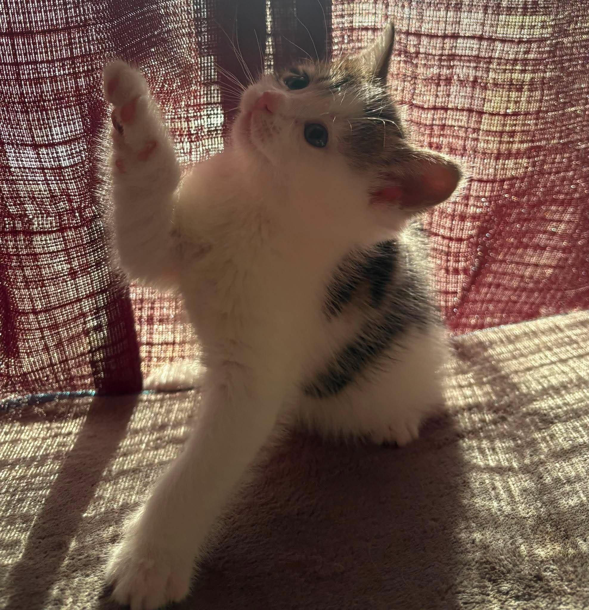 FANCY PANTS (bonded with SKYWISHES), a Adoptable Domestic Short Hair in Tillsonburg, ON image 3/5