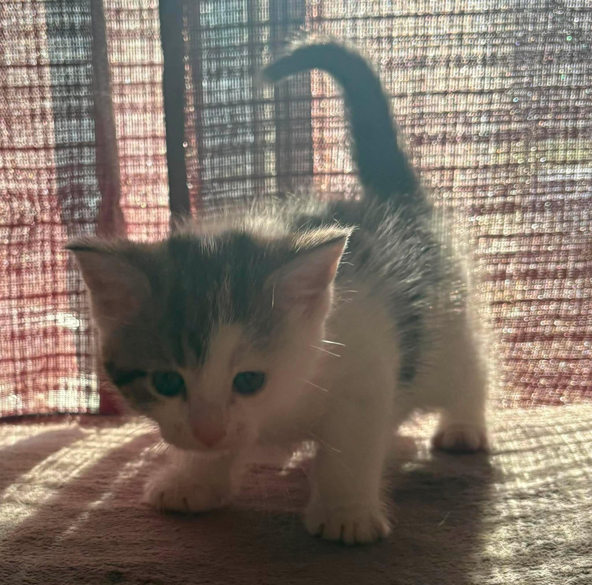 FANCY PANTS (bonded with SKYWISHES), a Adoptable Domestic Short Hair in Tillsonburg, ON image 2/5