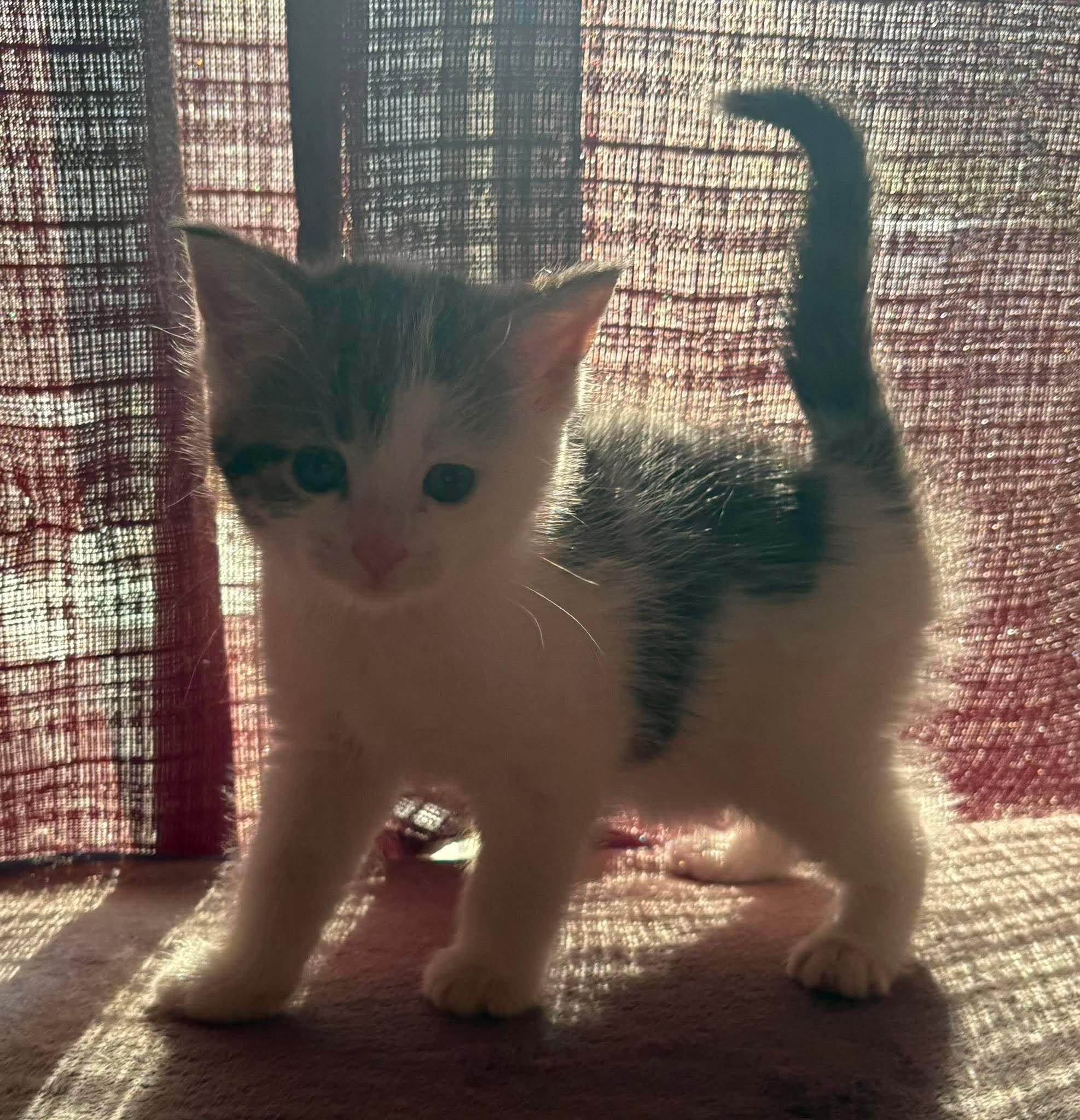 FANCY PANTS (bonded with SKYWISHES), a Adoptable Domestic Short Hair in Tillsonburg, ON image 1/5