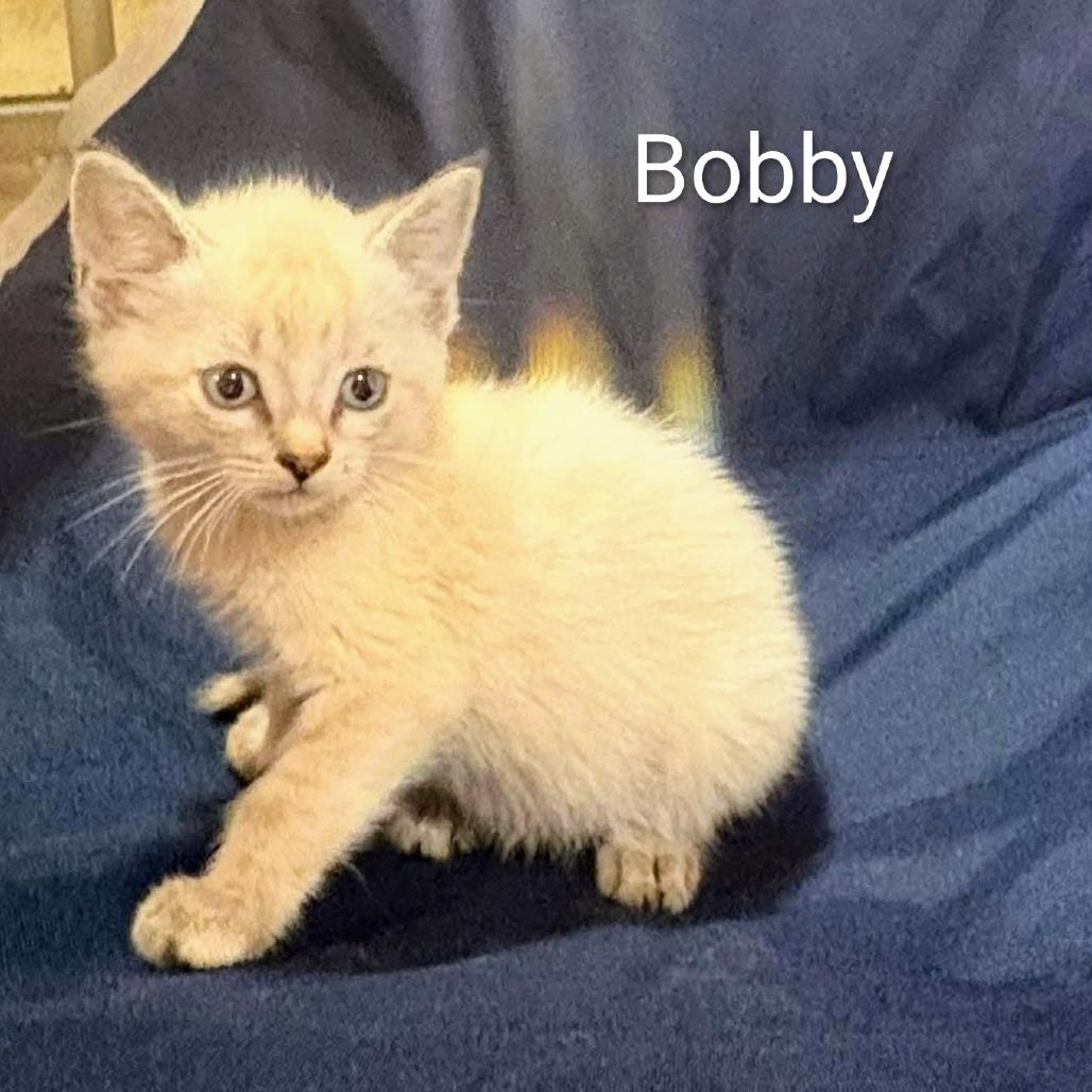 Bobby, Adoptable, Kitten Male Siamese & Domestic Short Hair.