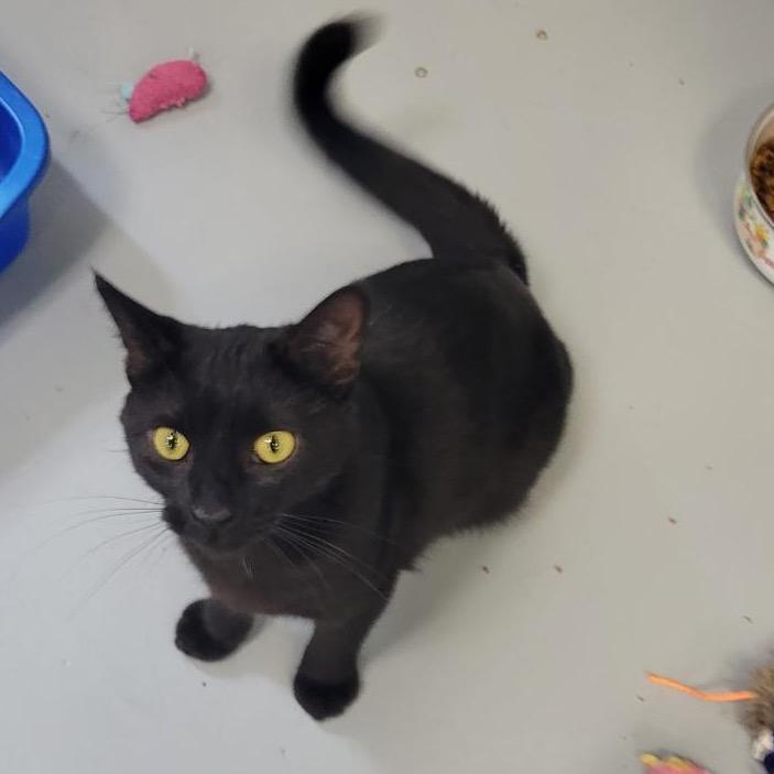 Enlarge Dahila, a Adoptable Domestic Short Hair in Carroll, IA image 1/4