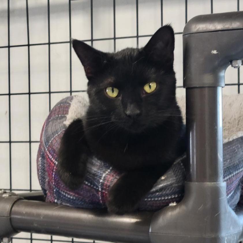 Enlarge Dahila, a Adoptable Domestic Short Hair in Carroll, IA image 2/4