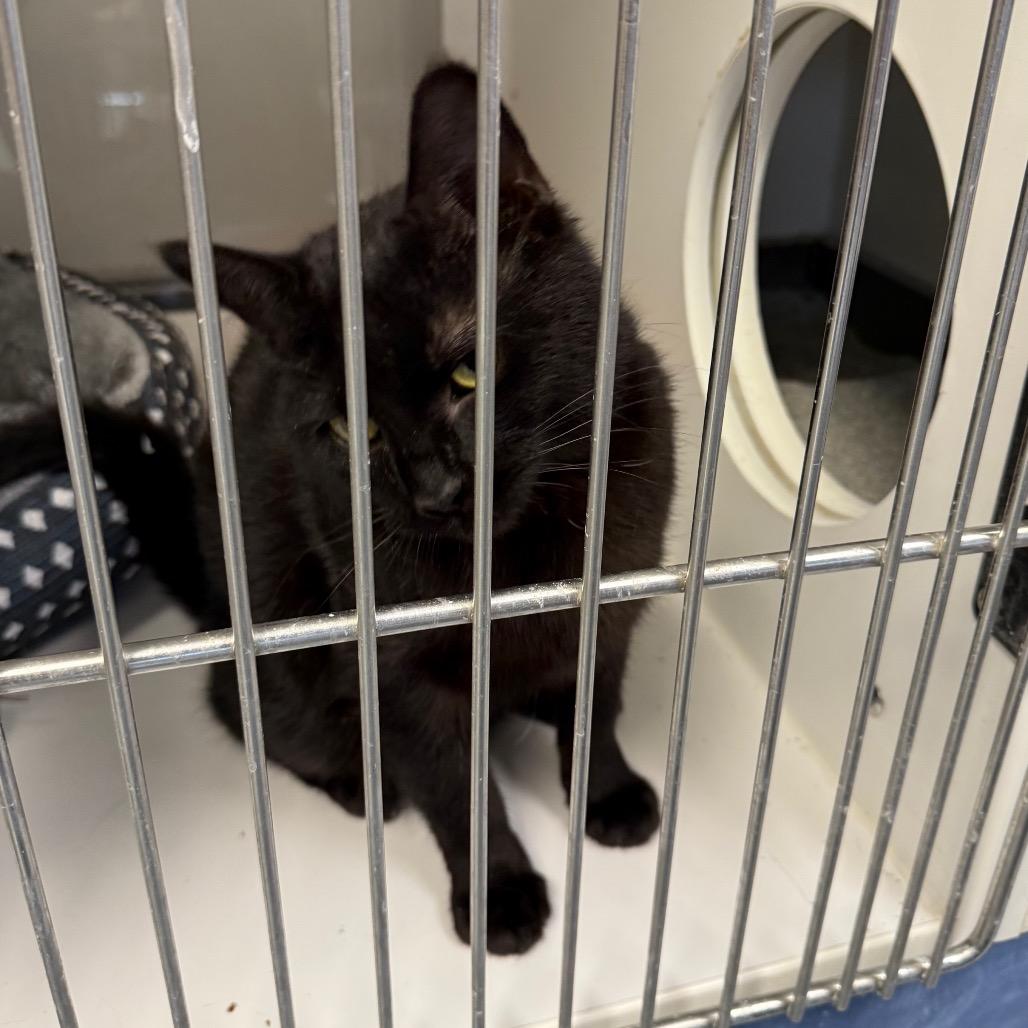 Enlarge Dahila, a Adoptable Domestic Short Hair in Carroll, IA image 3/4