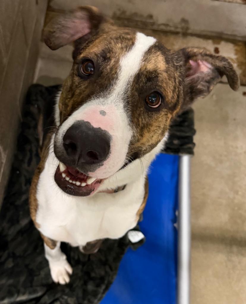 Pepper, Adoptable, Young Male Shepherd & Pit Bull Terrier.
