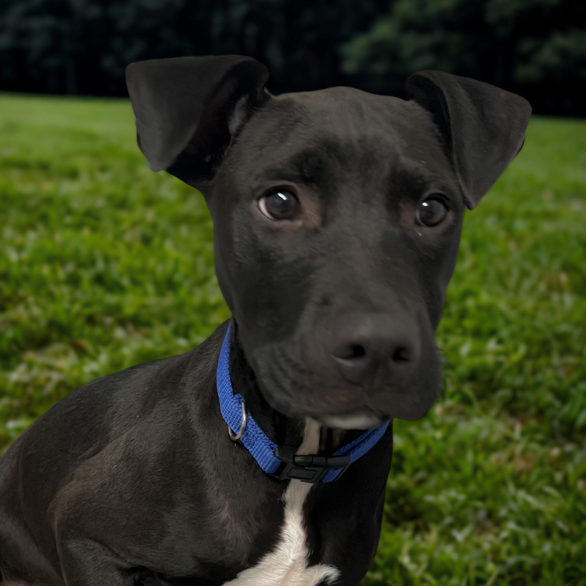 FINN, Adoptable, Young Male Labrador Retriever.