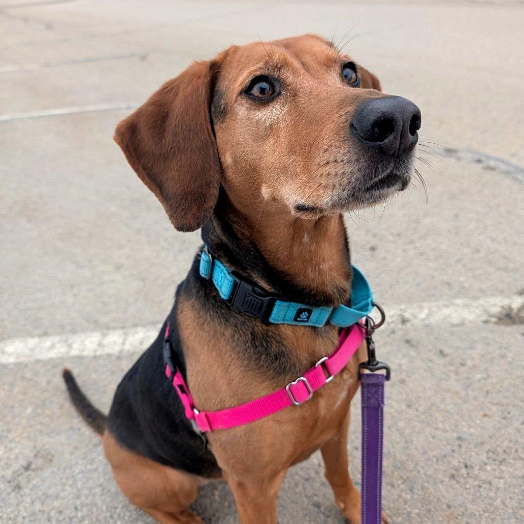 Zippy, Adoptable, Adult Female Treeing Walker Coonhound.