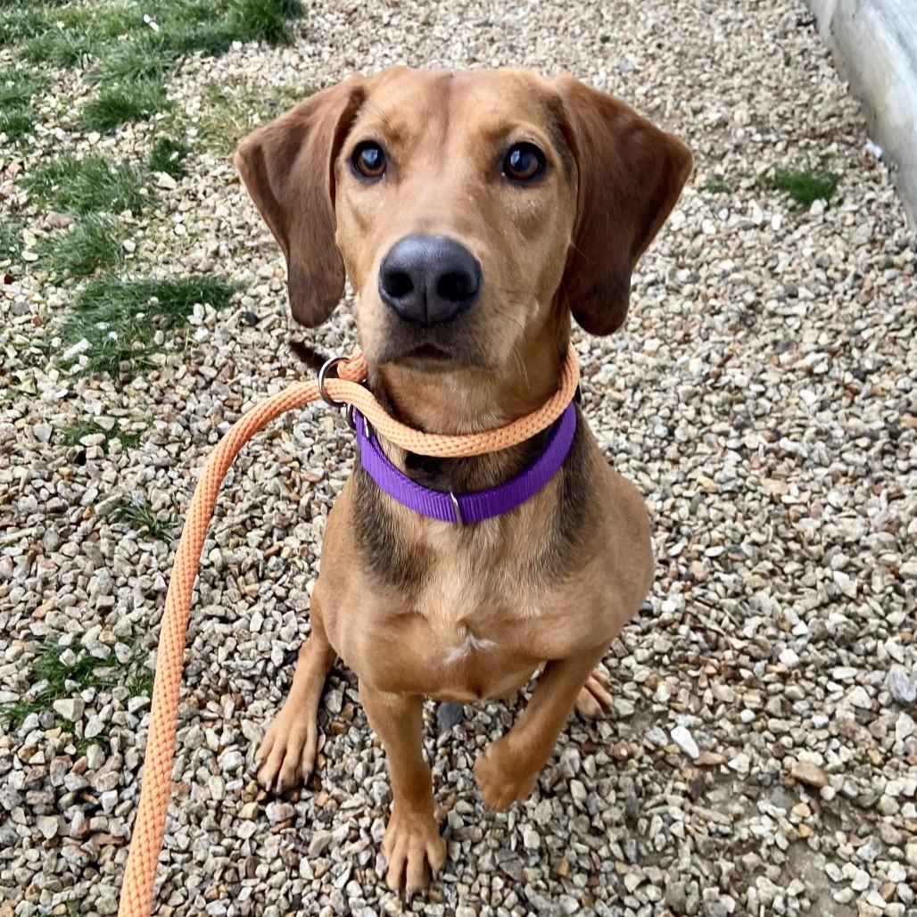 Zippy, Adoptable, Adult Female Treeing Walker Coonhound.
