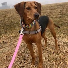 Enlarge Zippy, a Adoptable mixed breed in Dover, NH image 2/2