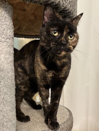 Chanel, Adoptable, Adult Female Domestic Short Hair & Domestic Short Hair.