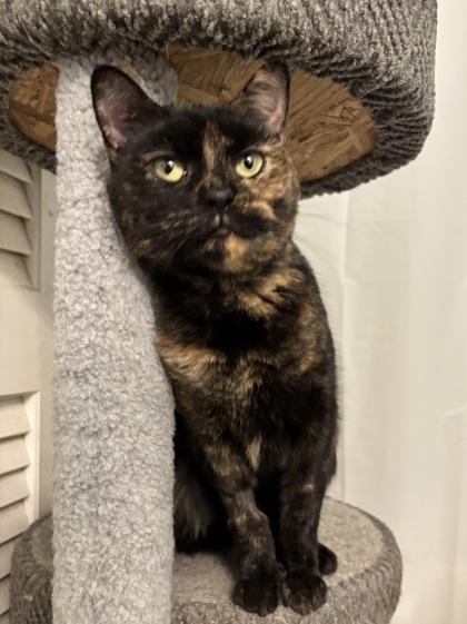 Enlarge Chanel, a Adoptable Domestic Short Hair in Lowell, MA image 2/2