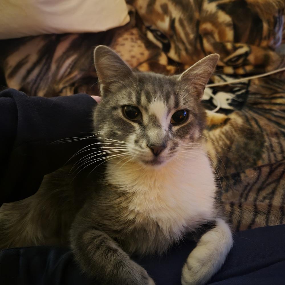 TIA, Adoptable, Adult Female Domestic Short Hair.