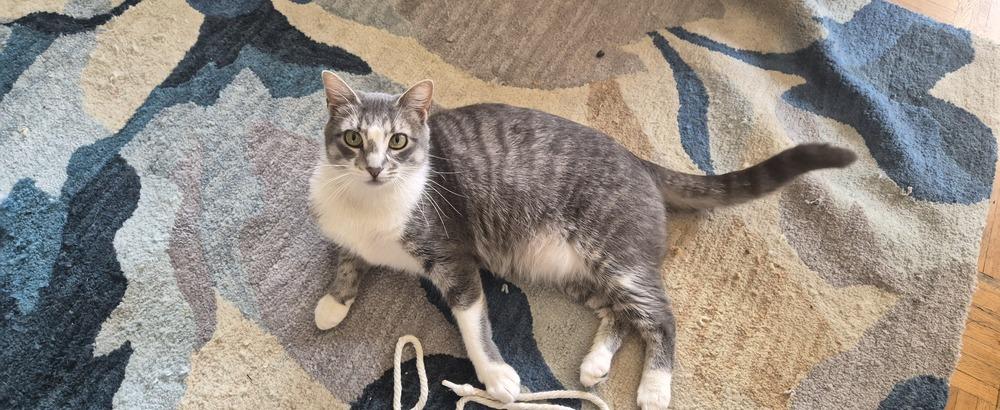 TIA, a Adoptable Domestic Short Hair in Thornton, CO image 2/6