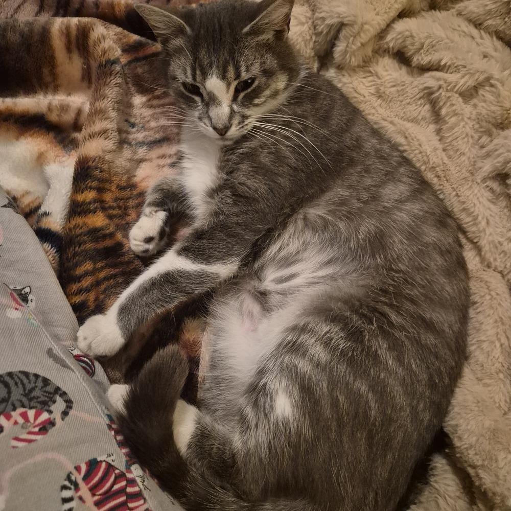 TIA, a Adoptable Domestic Short Hair in Thornton, CO image 3/6