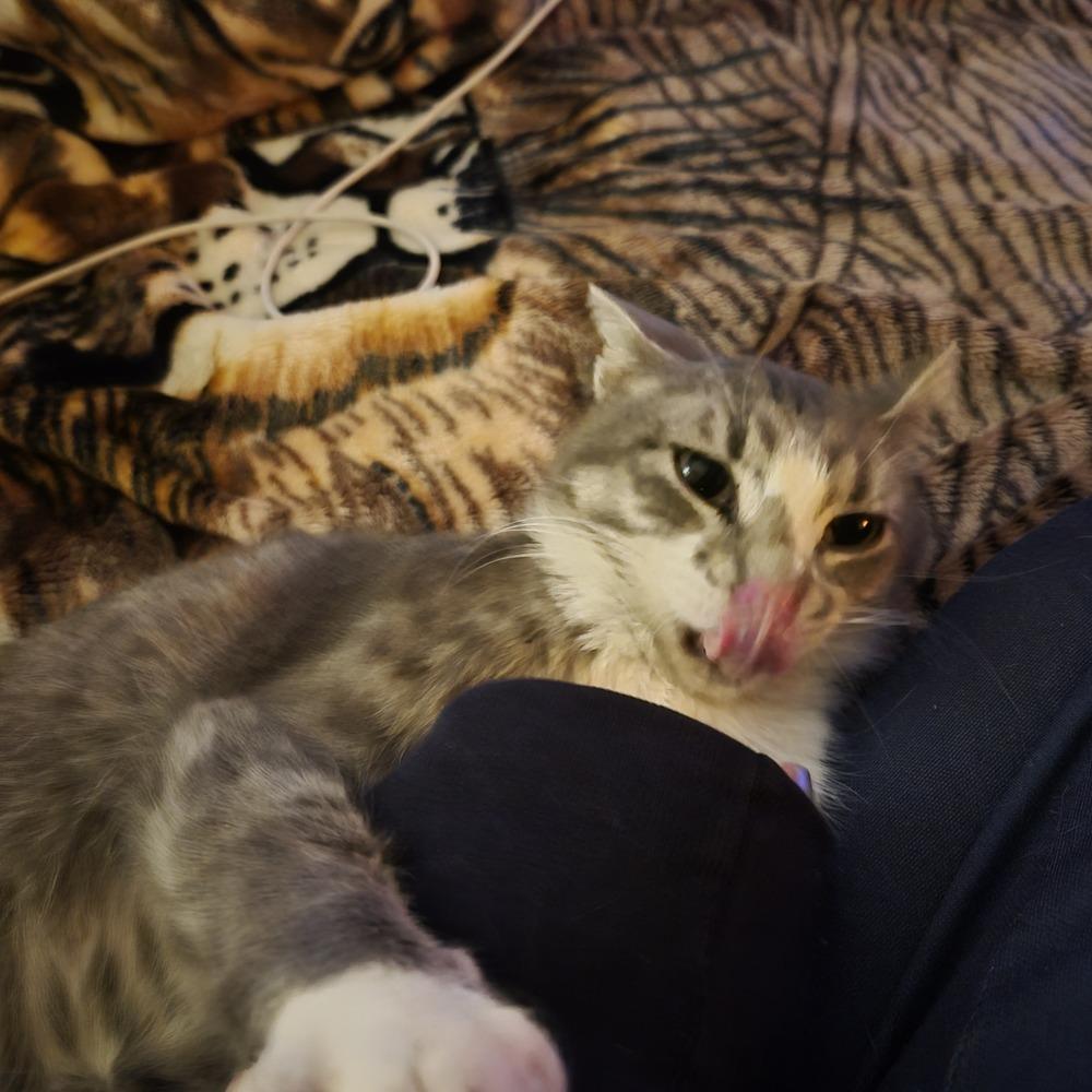 TIA, a Adoptable Domestic Short Hair in Thornton, CO image 4/6