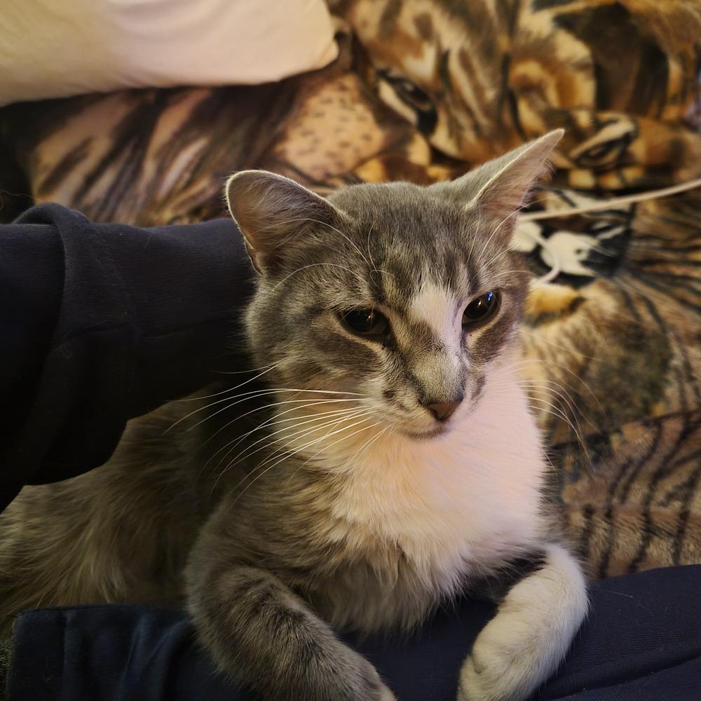 TIA, a Adoptable Domestic Short Hair in Thornton, CO image 5/6