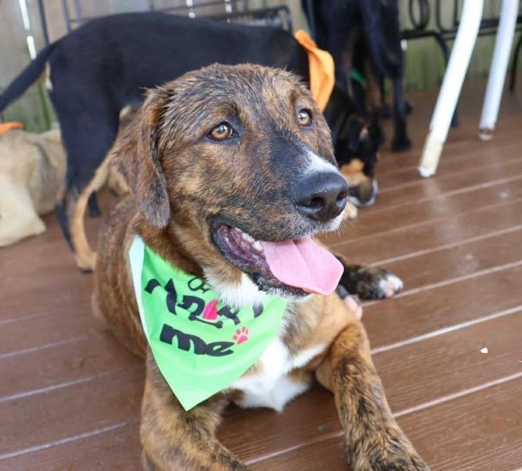 Brandy, Adoptable, Puppy Female Australian Shepherd & Hound.
