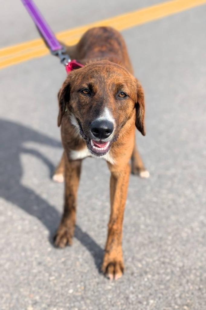 Enlarge Brandy, a Adoptable mixed breed in North Syracuse, NY image 2/2