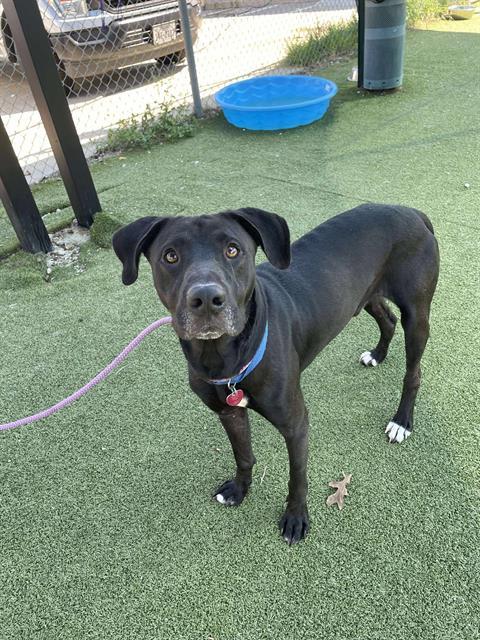 KEVIN, Adoptable, Adult Male Great Dane & Mixed Breed.