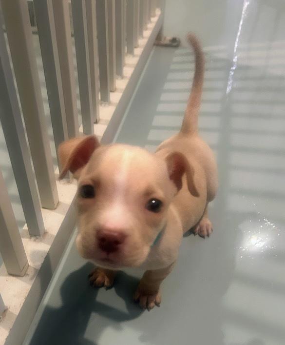 Enlarge Jordan, a ADOPTABLE mixed breed in Gilbert, AZ image 3/4