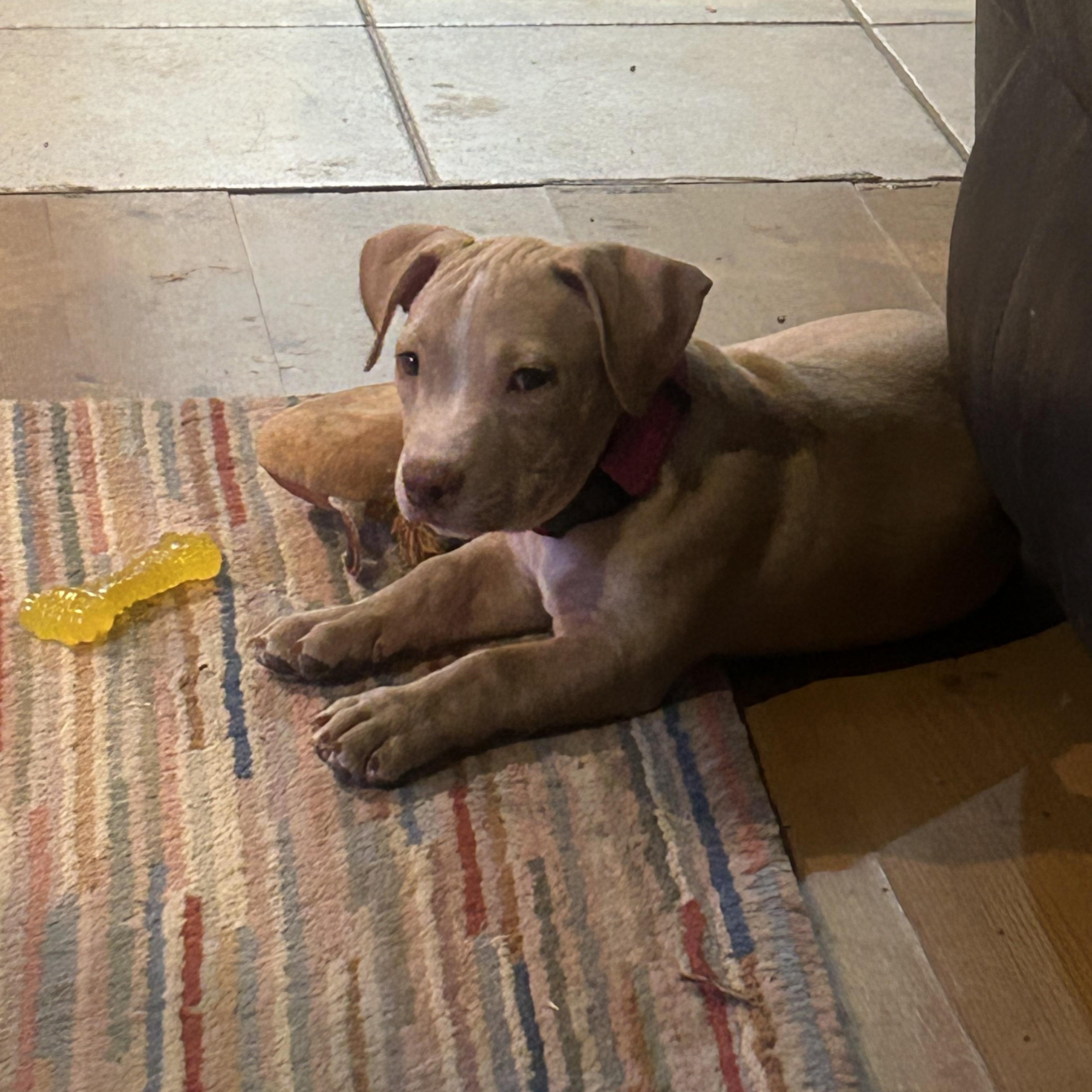 Enlarge Jordan, a ADOPTABLE mixed breed in Gilbert, AZ image 1/4