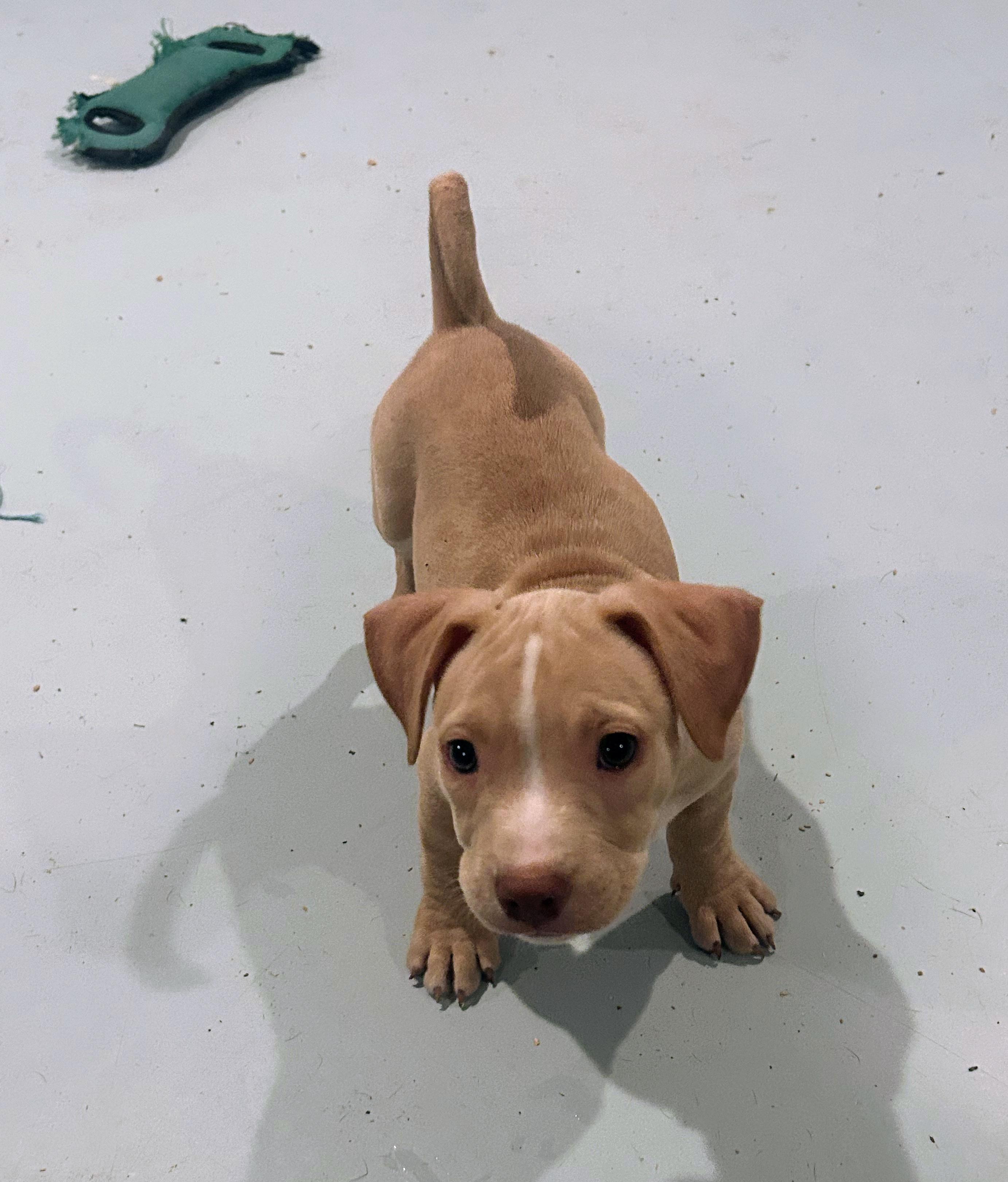 Enlarge Jordan, a ADOPTABLE mixed breed in Gilbert, AZ image 4/4
