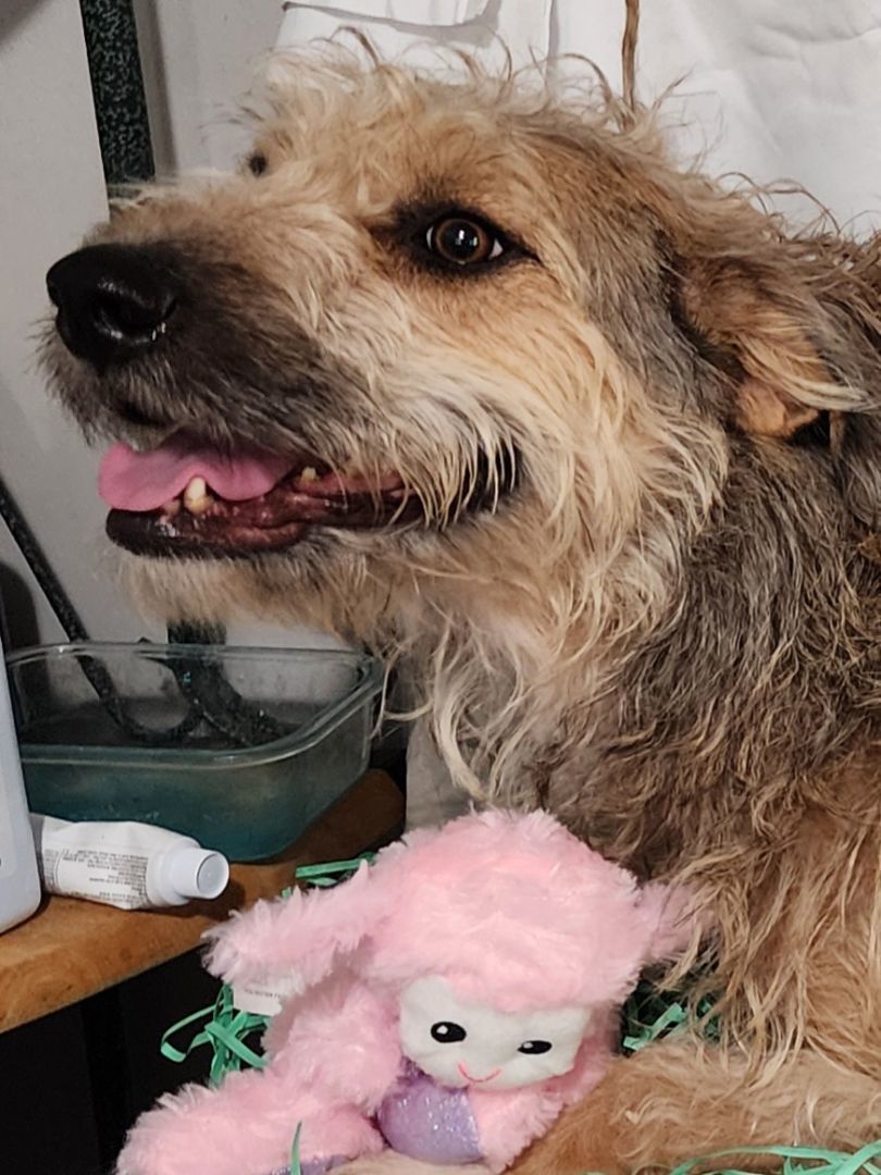 Sierra, a Adoptable mixed breed in modesto, CA image 6/6