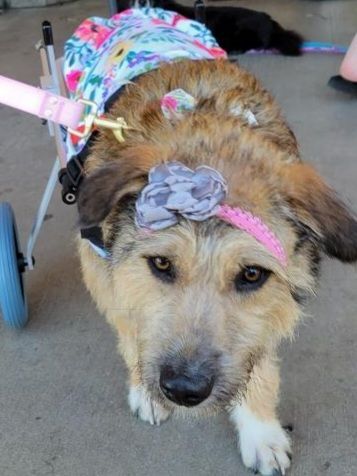 Sierra, a Adoptable mixed breed in modesto, CA image 4/6