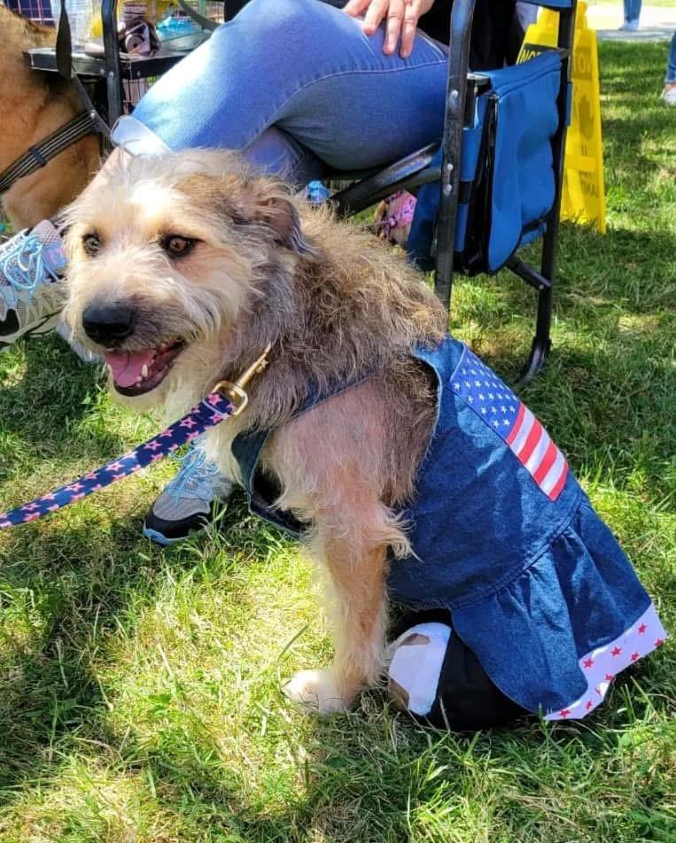 Sierra, Adult Female Airedale Terrier