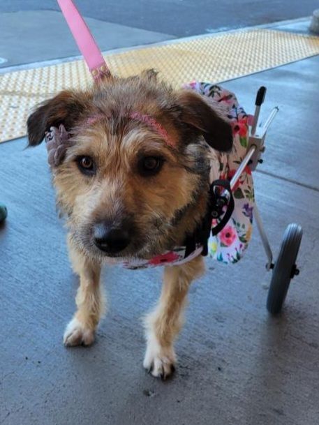 Sierra, a Adoptable mixed breed in modesto, CA image 5/6