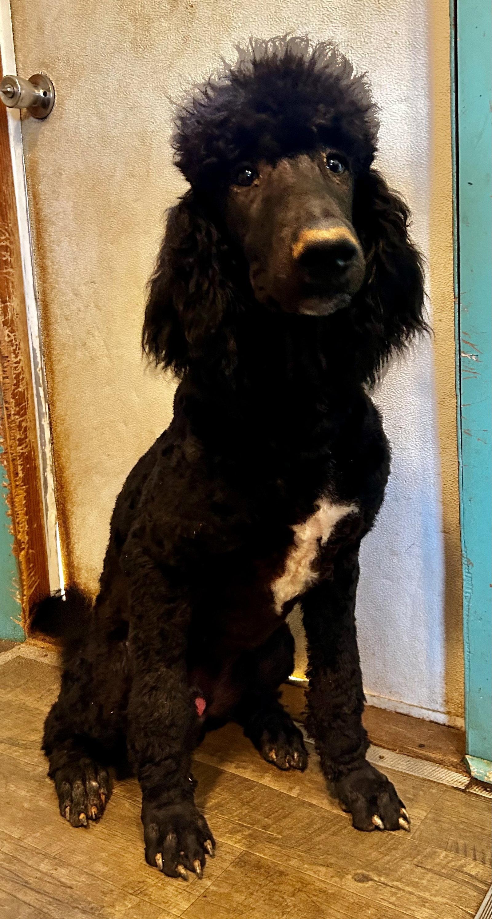 Enlarge Jesse Mar 26, a Adoptable Standard Poodle in Pacolet, SC image 3/3