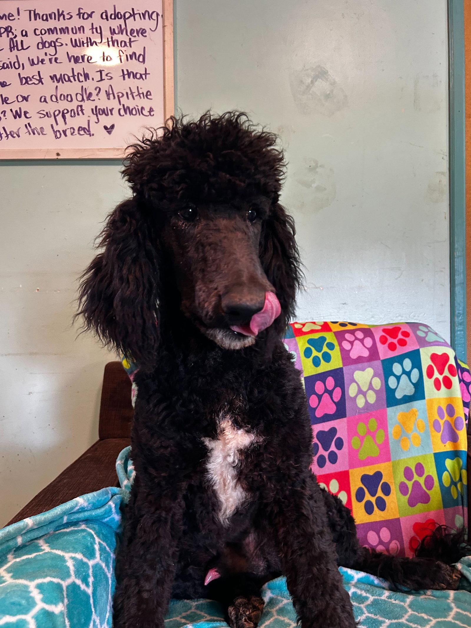 Enlarge Jesse Mar 26, a Adoptable Standard Poodle in Pacolet, SC image 1/3