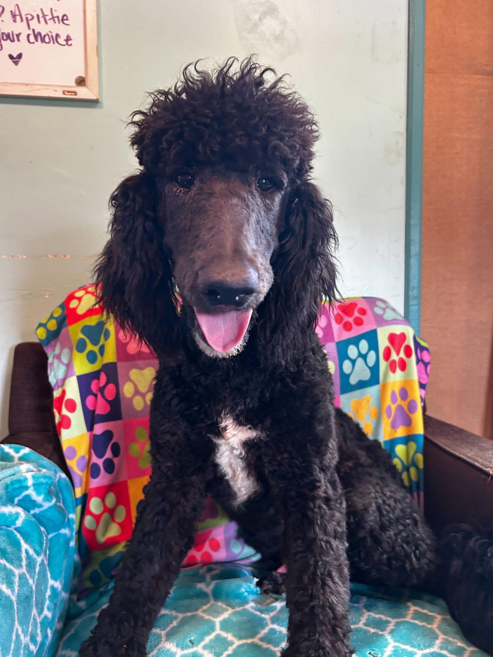 Enlarge Jesse Mar 26, a Adoptable Standard Poodle in Pacolet, SC image 2/3
