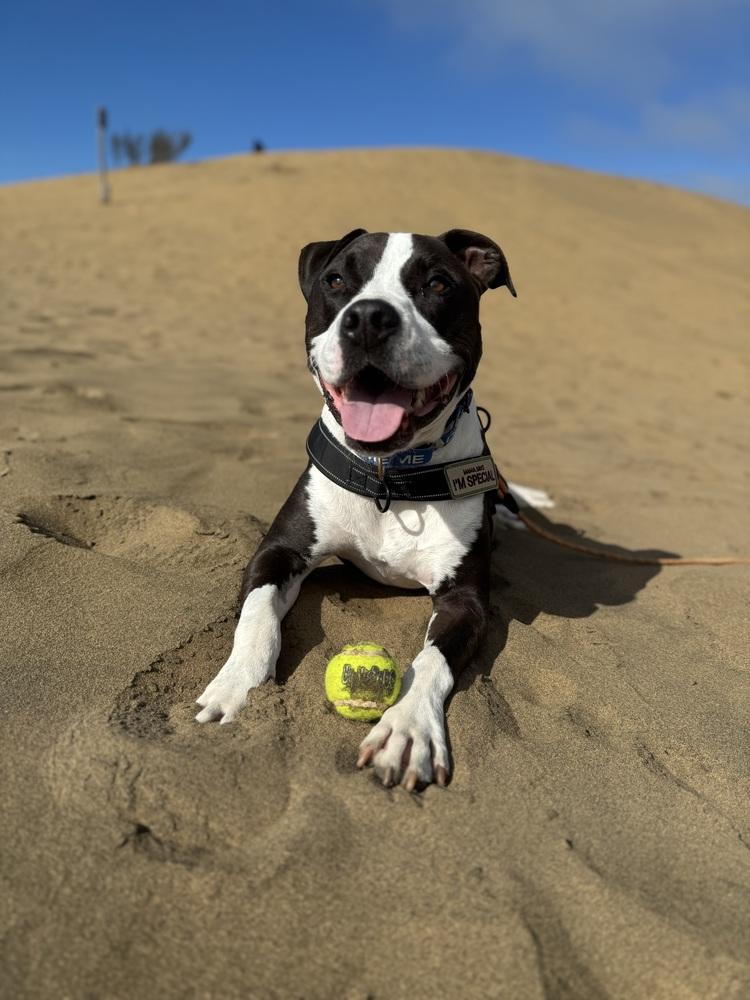 Enlarge Ziggy, a Adoptable mixed breed in Pacifica, CA image 1/6