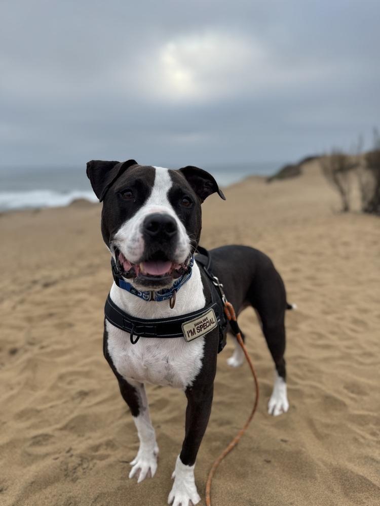 Enlarge Ziggy, a Adoptable mixed breed in Pacifica, CA image 2/6