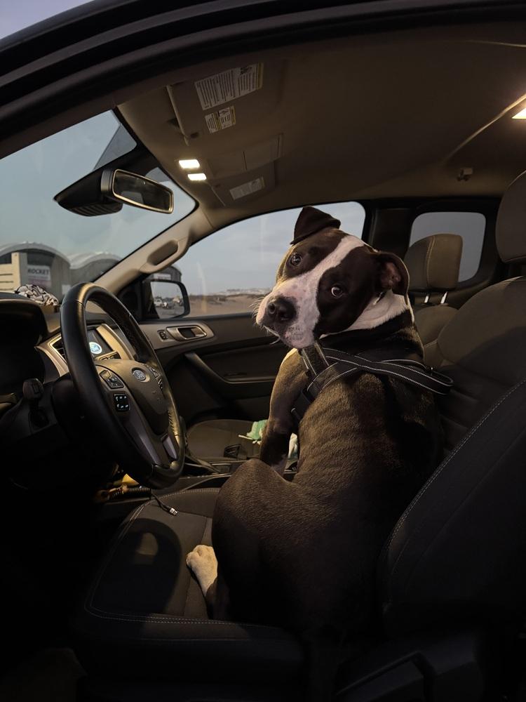 Enlarge Ziggy, a Adoptable mixed breed in Pacifica, CA image 3/6