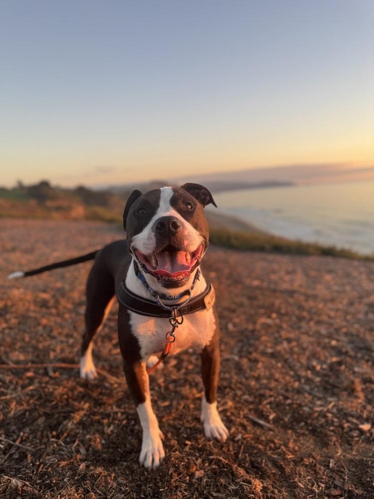 Enlarge Ziggy, a Adoptable mixed breed in Pacifica, CA image 4/6