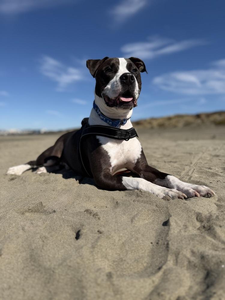 Enlarge Ziggy, a Adoptable mixed breed in Pacifica, CA image 5/6