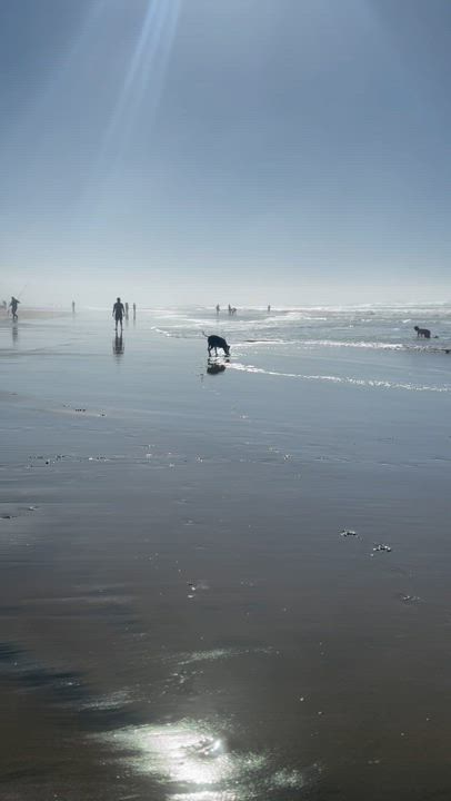 Enlarge Ziggy, a Adoptable mixed breed in Pacifica, CA video 6/6