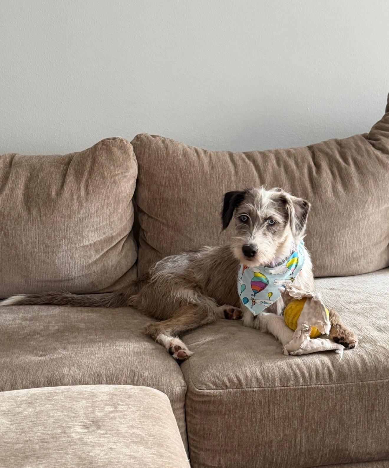 Enlarge OAKLEY (HTX), a Adoptable mixed breed in Spring, TX image 5/6