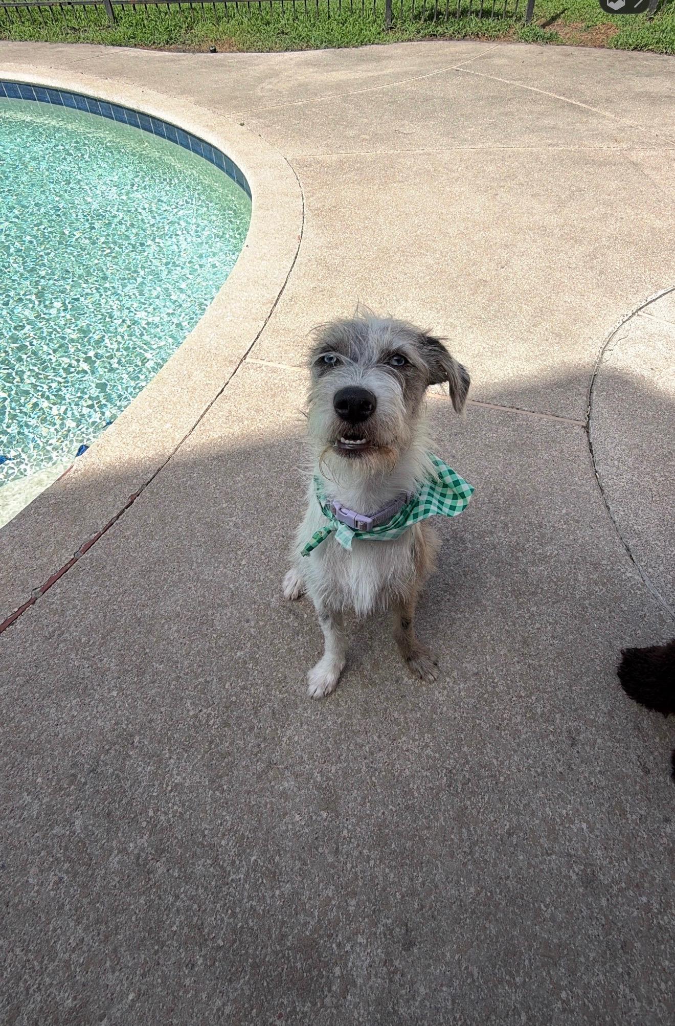 Enlarge OAKLEY (HTX), a Adoptable mixed breed in Spring, TX image 4/6