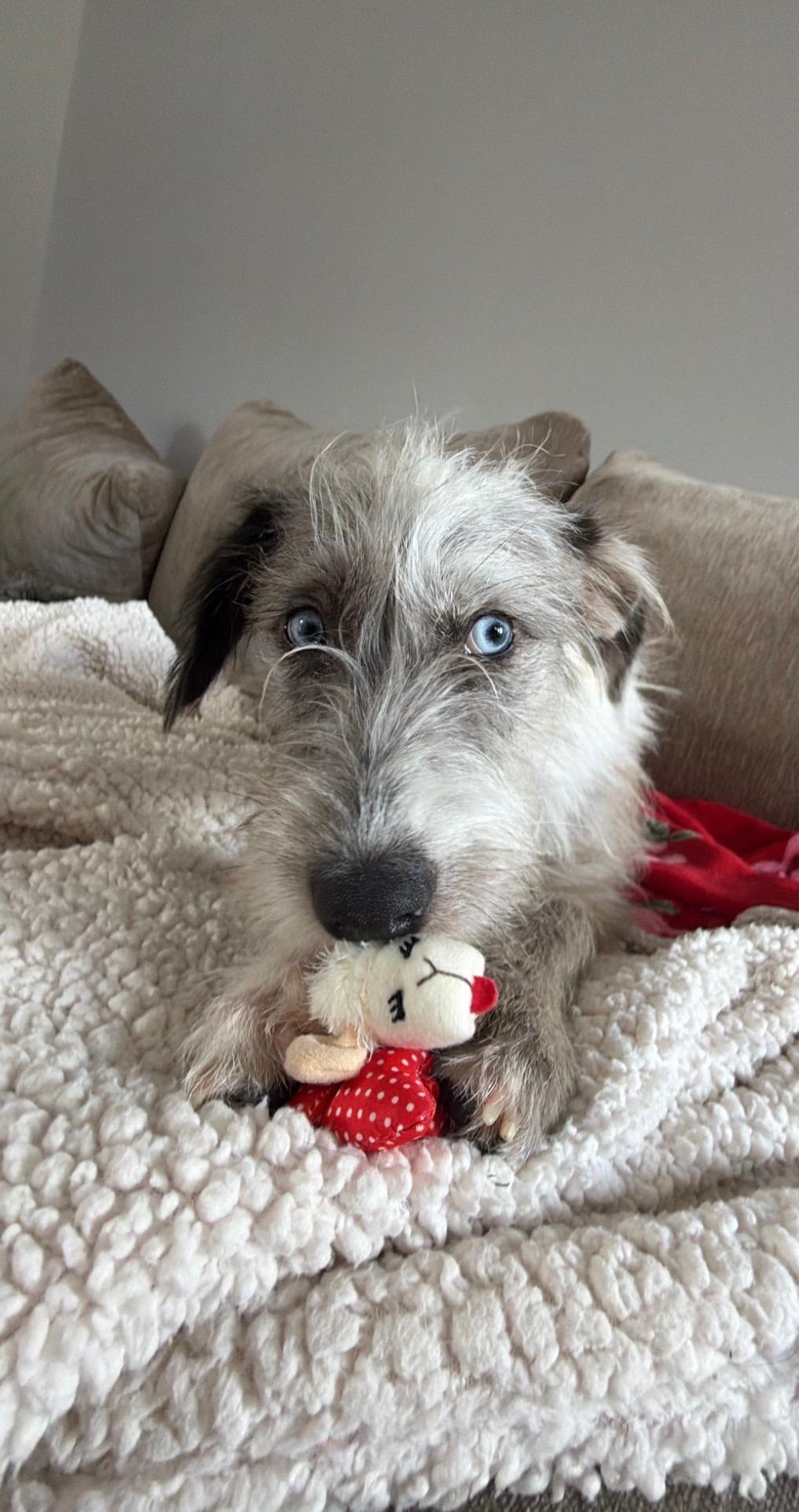 Enlarge OAKLEY (HTX), a Adoptable mixed breed in Spring, TX image 3/6