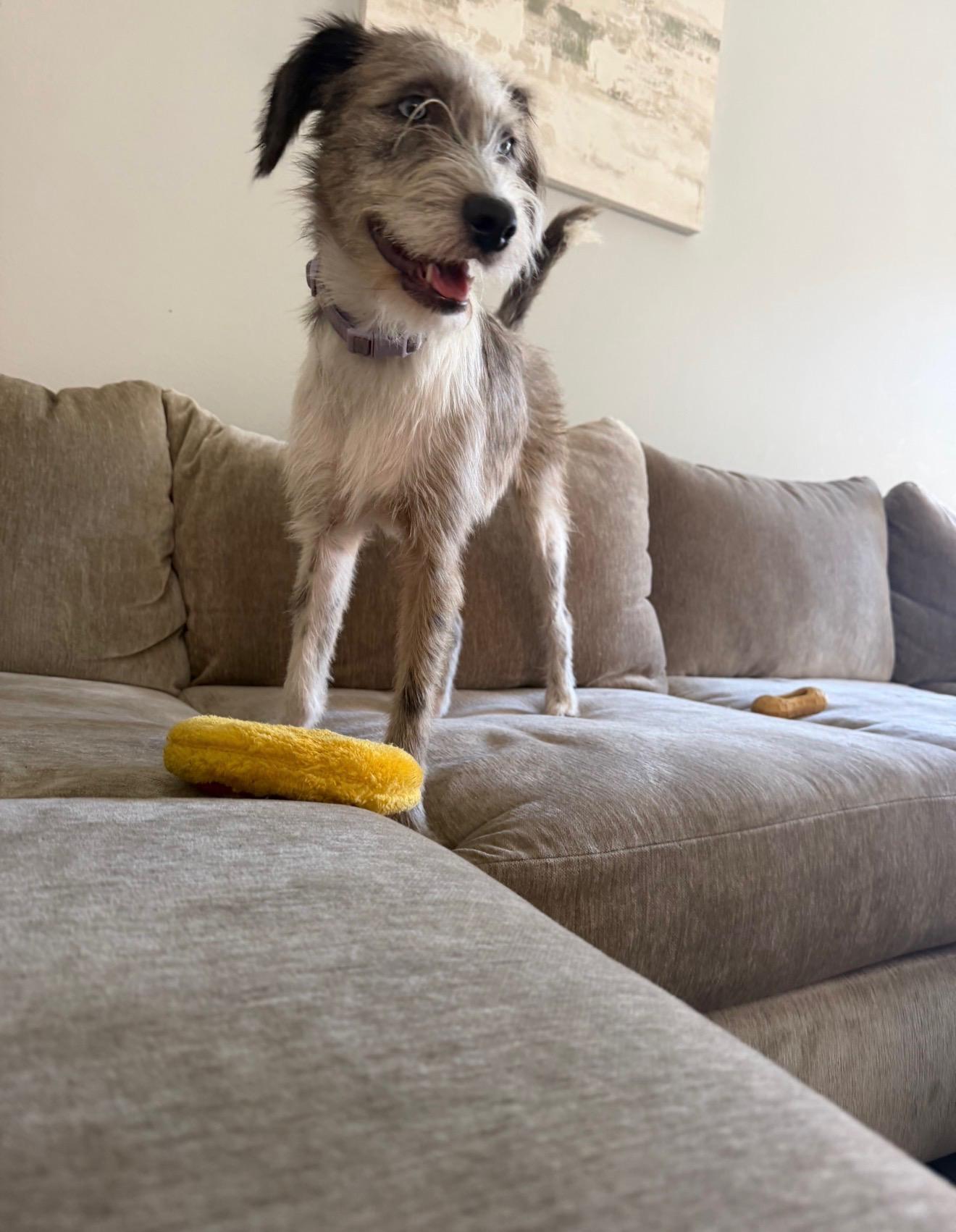Enlarge OAKLEY (HTX), a Adoptable mixed breed in Spring, TX image 6/6
