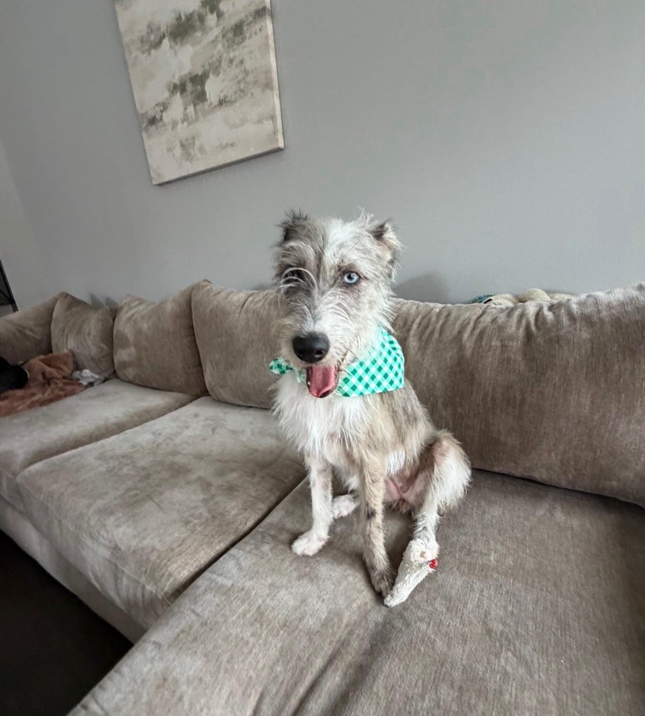 Enlarge OAKLEY (HTX), a Adoptable mixed breed in Spring, TX image 1/6