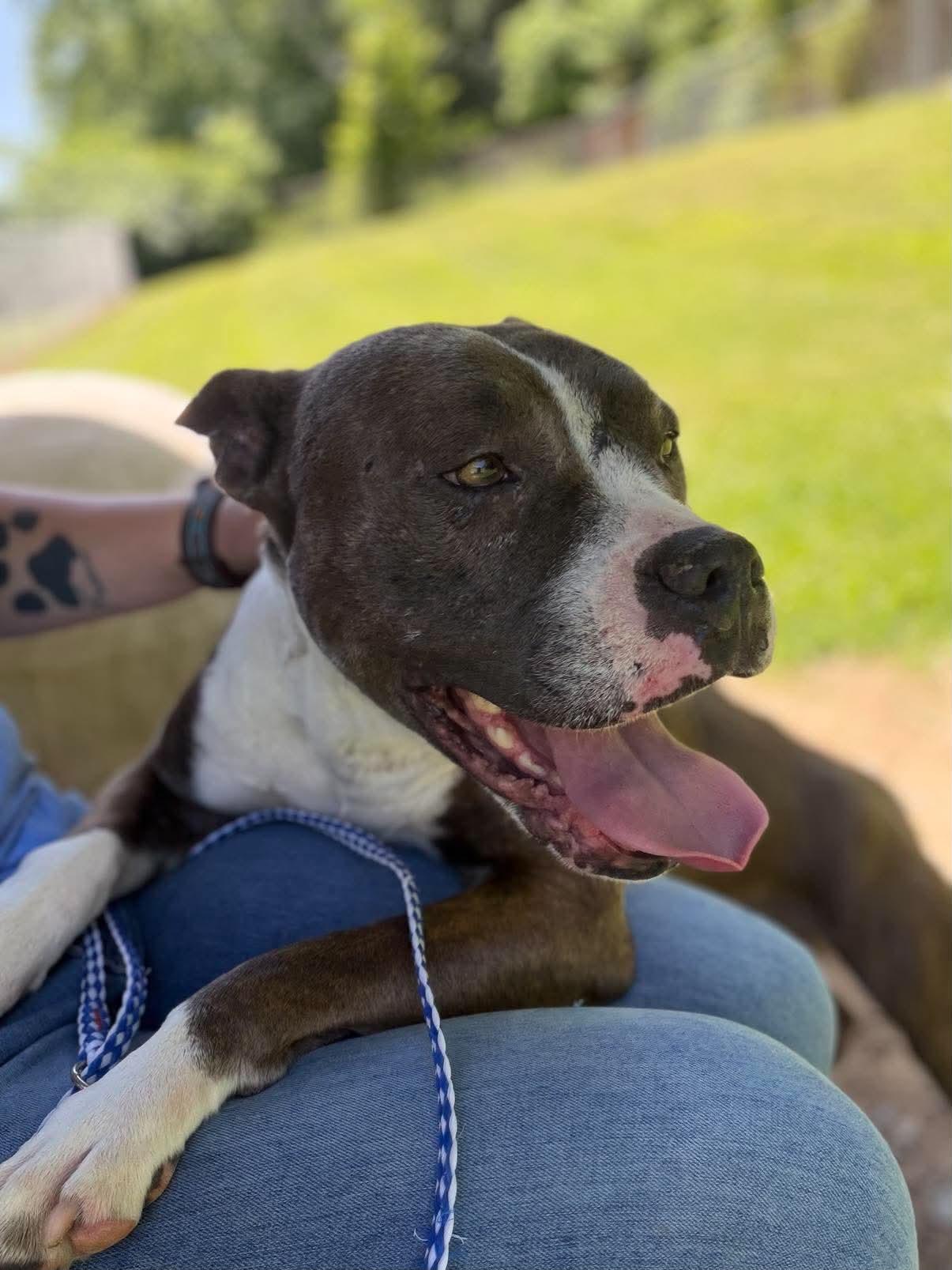Enlarge Maizey, a ADOPTABLE Mixed Breed in Leitchfield, KY image 2/3