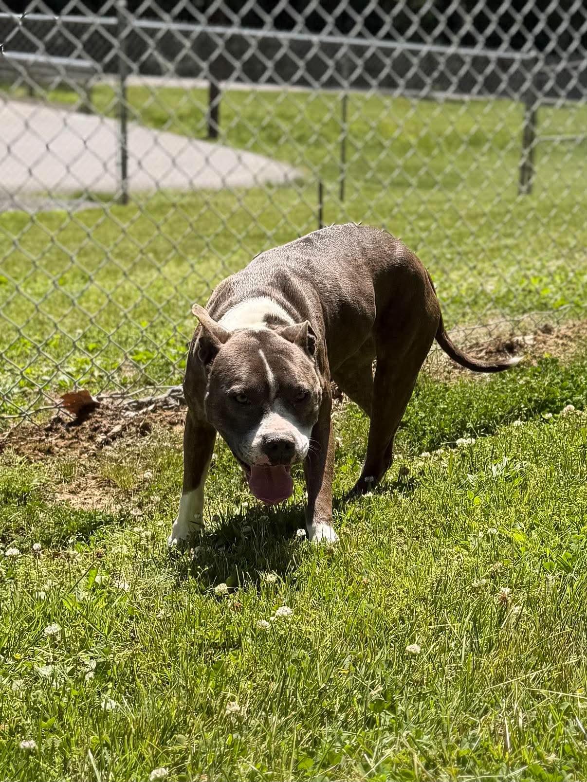 Maizey, ADOPTABLE, Adult Female Mixed Breed.