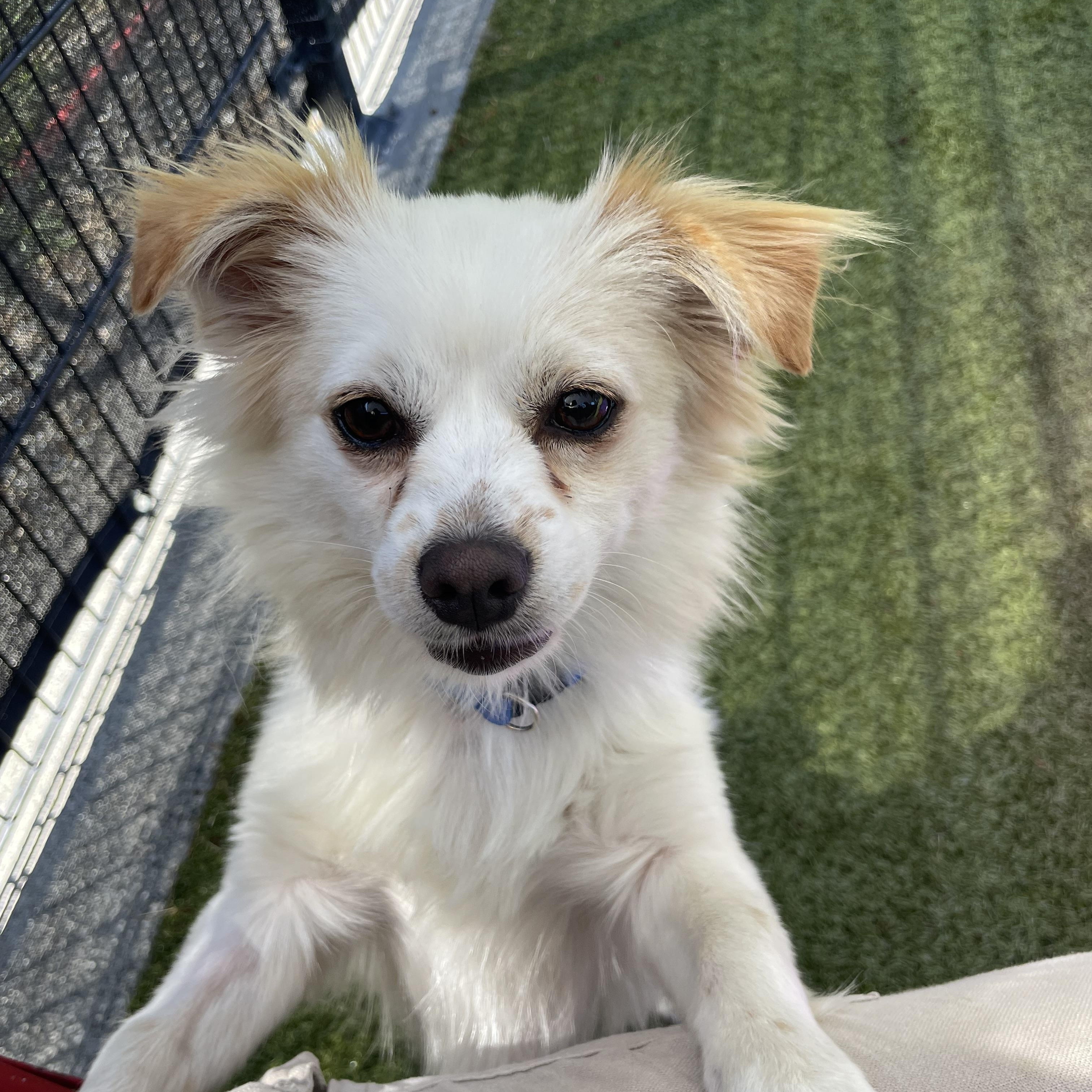 Messi, a ADOPTABLE mixed breed in Friday Harbor, WA image 3/6