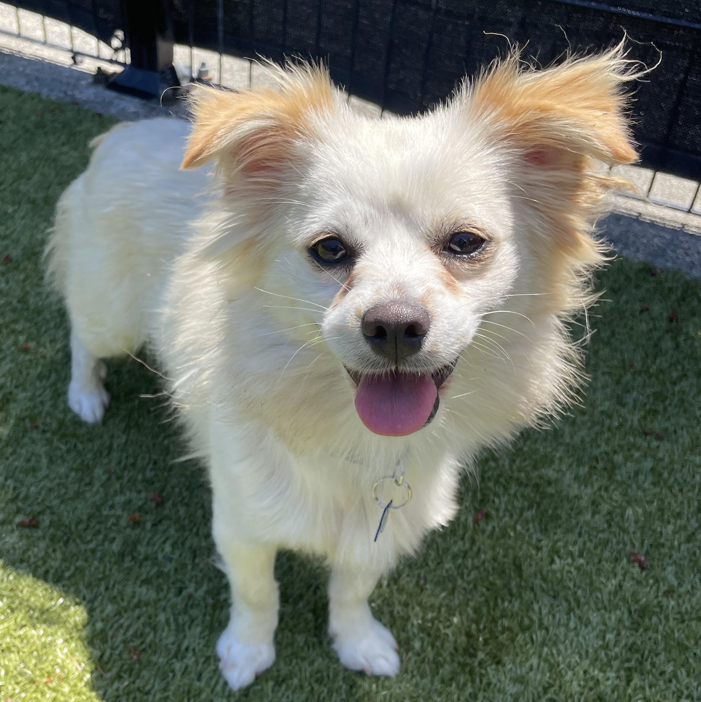Messi, a ADOPTABLE mixed breed in Friday Harbor, WA image 1/2