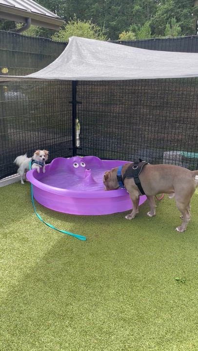 Enlarge Messi, a ADOPTABLE mixed breed in Friday Harbor, WA video 6/6