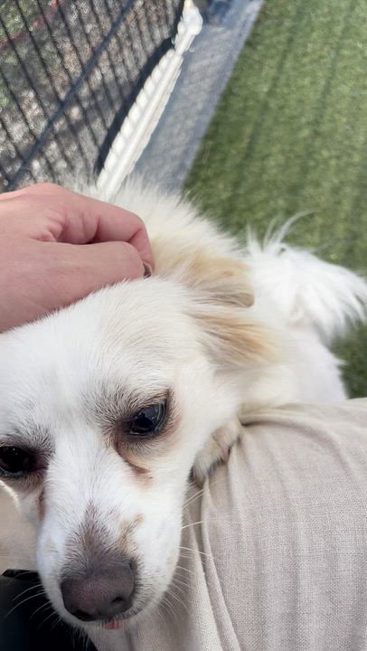 Enlarge Messi, a ADOPTABLE mixed breed in Friday Harbor, WA video 4/6